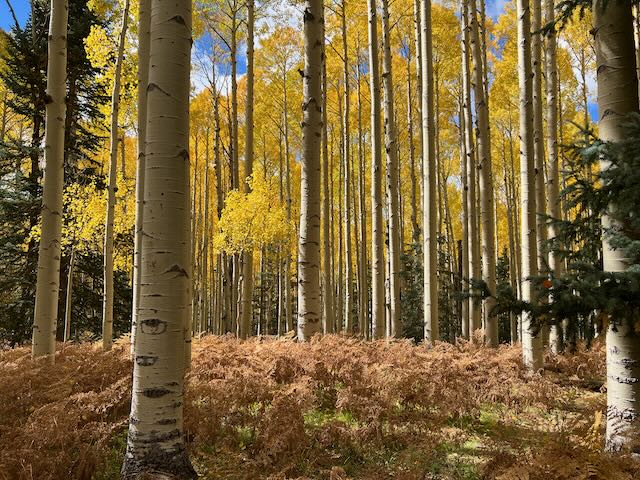 Aspen trees at Snow Bowl